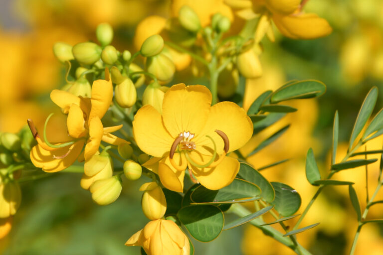 Ouro amarelo na horta: conheça a planta medicinal fácil de cultivar