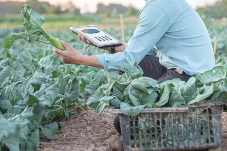 Hortas inteligentes: o futuro da produção em pequenas propriedades