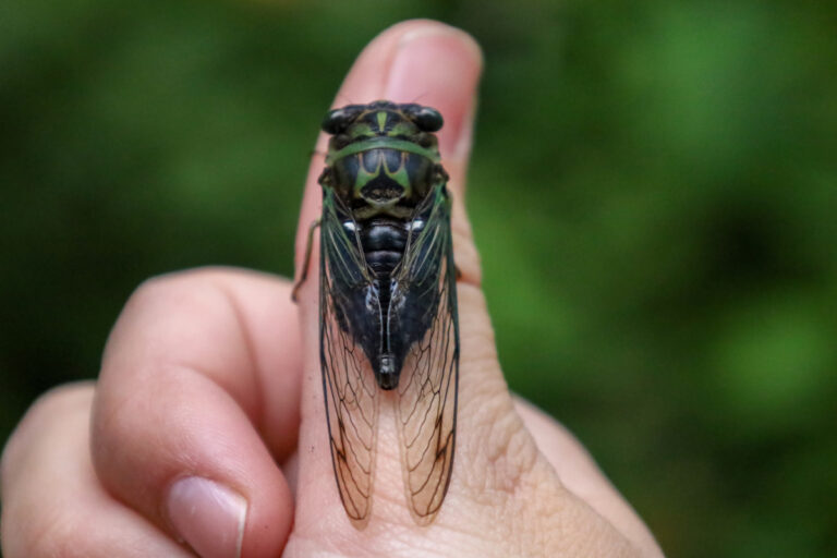 'Xixi' de cigarra é venenoso? Entenda se há riscos nesse fenômeno de verão