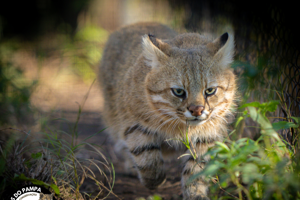 Foto: Projeto Felinos do Pampa/Divulgação