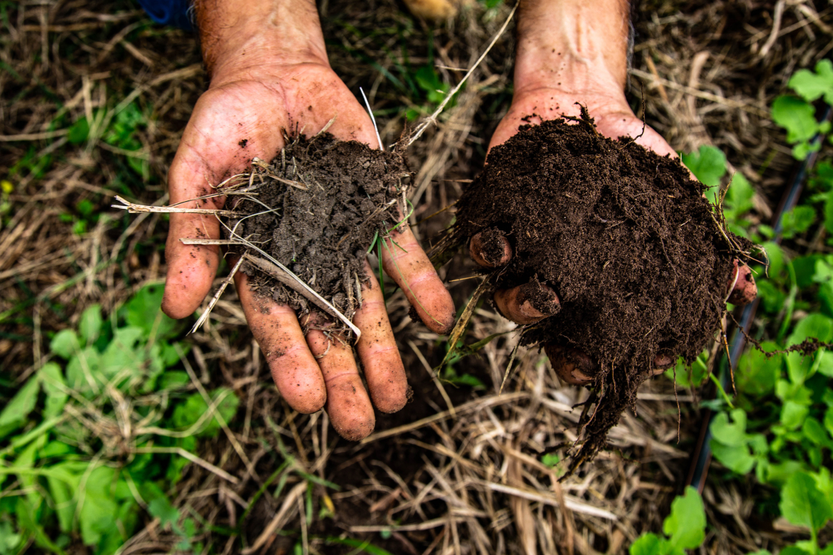 Sistema Agroflorestal Sintrópico