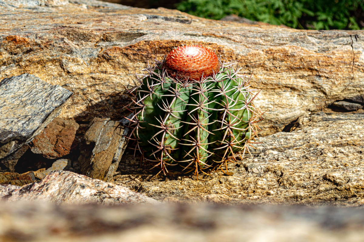 Cacto cabeça-de-frade