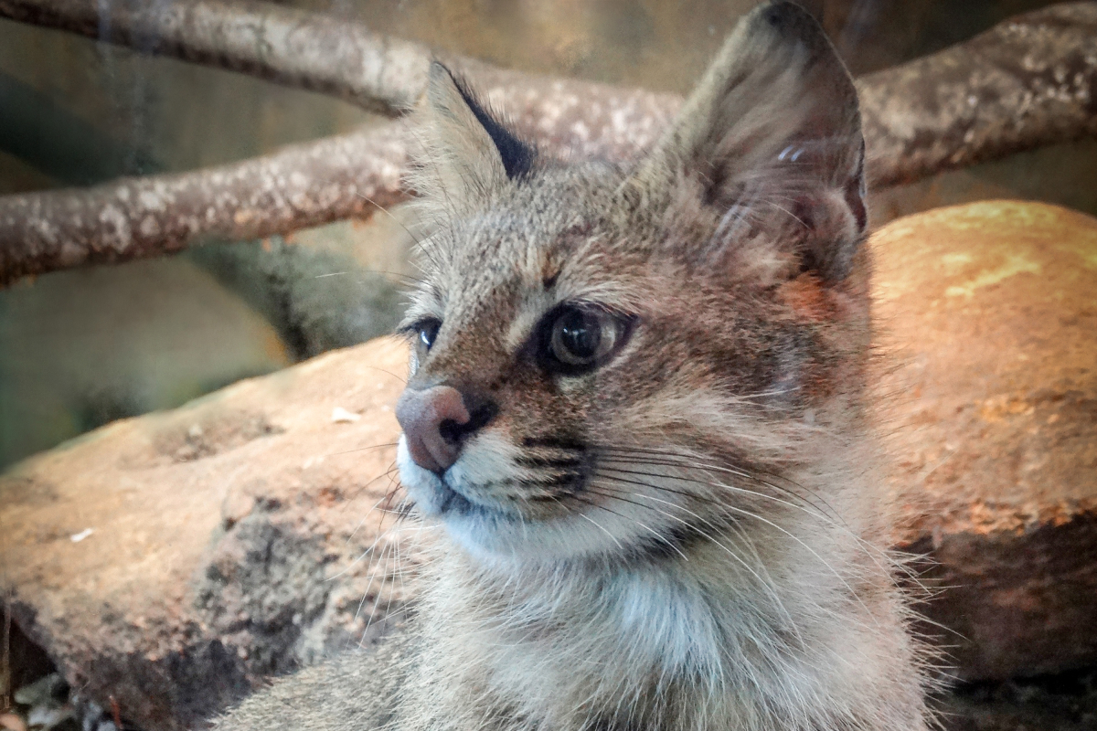 gato-palheiro-pampeano