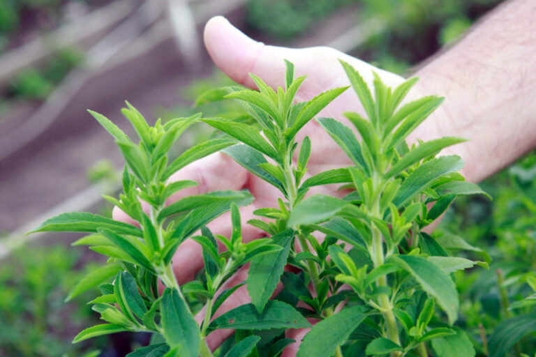 Cultive seu adoçante natural em casa