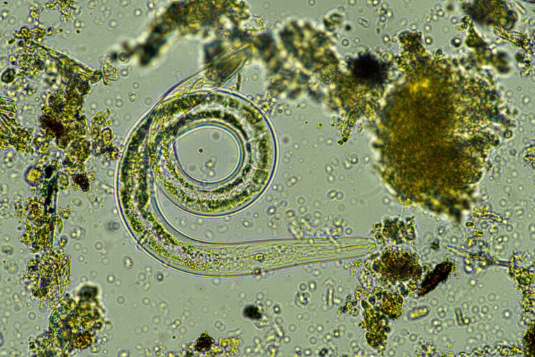 Cuidado com essa praga de lavoura invisível a olho nu