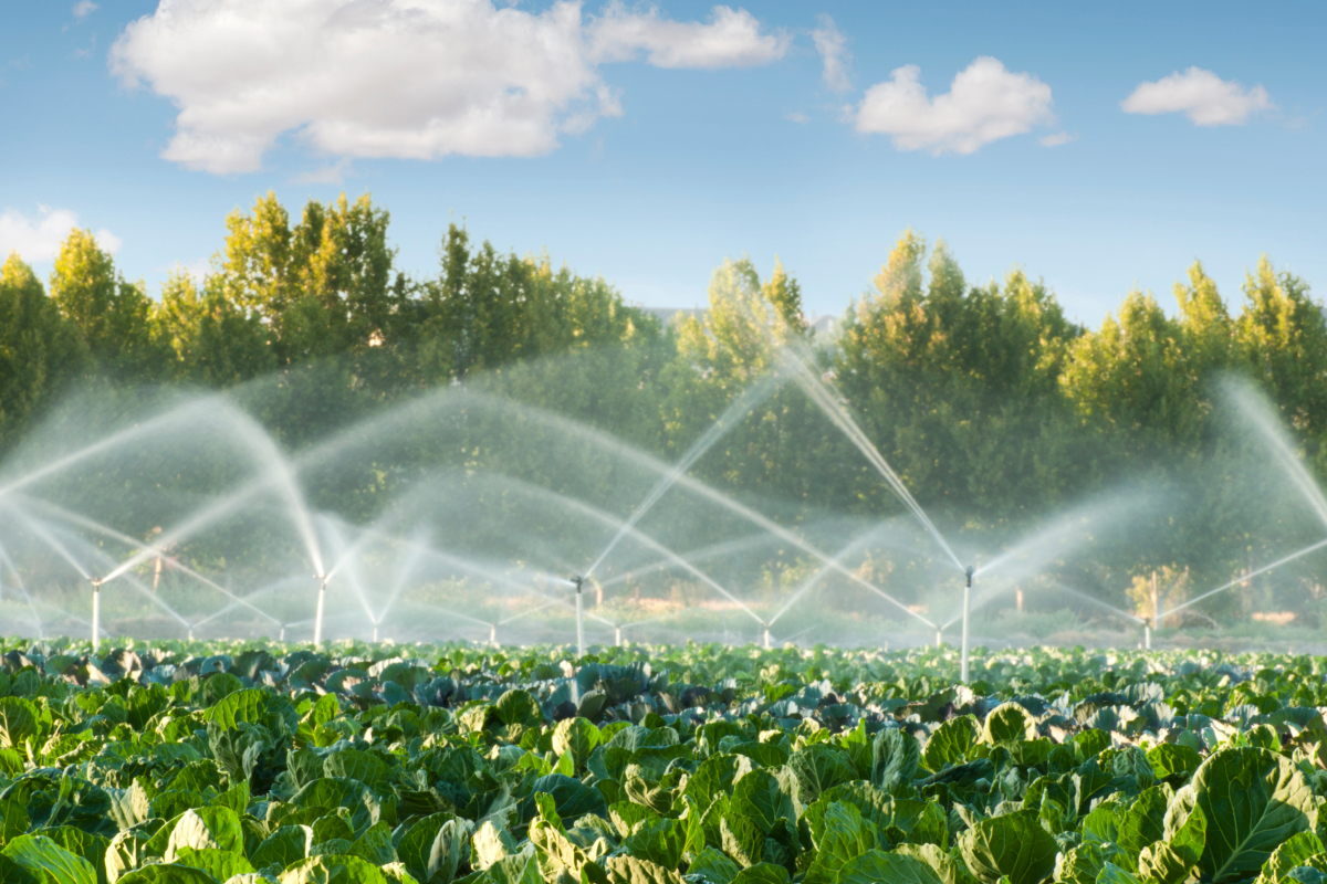 Agricultura irrigada