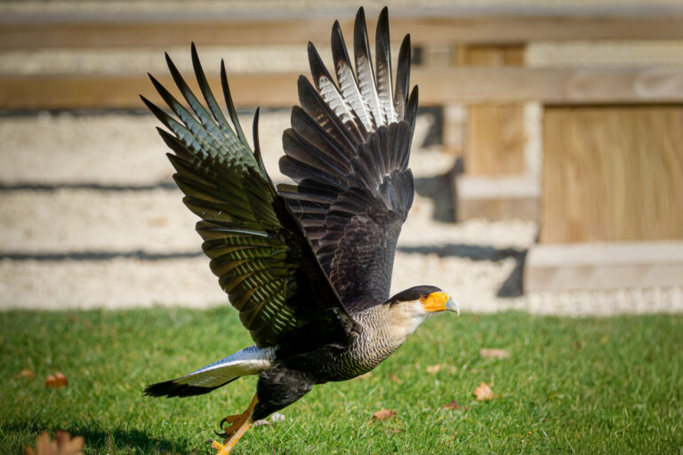 A ave do sertão que pega, mata e come