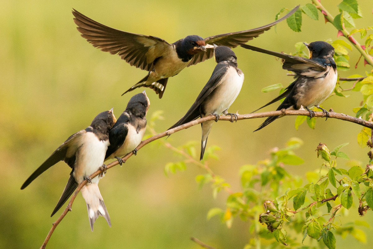 cuidados com andorinhas
