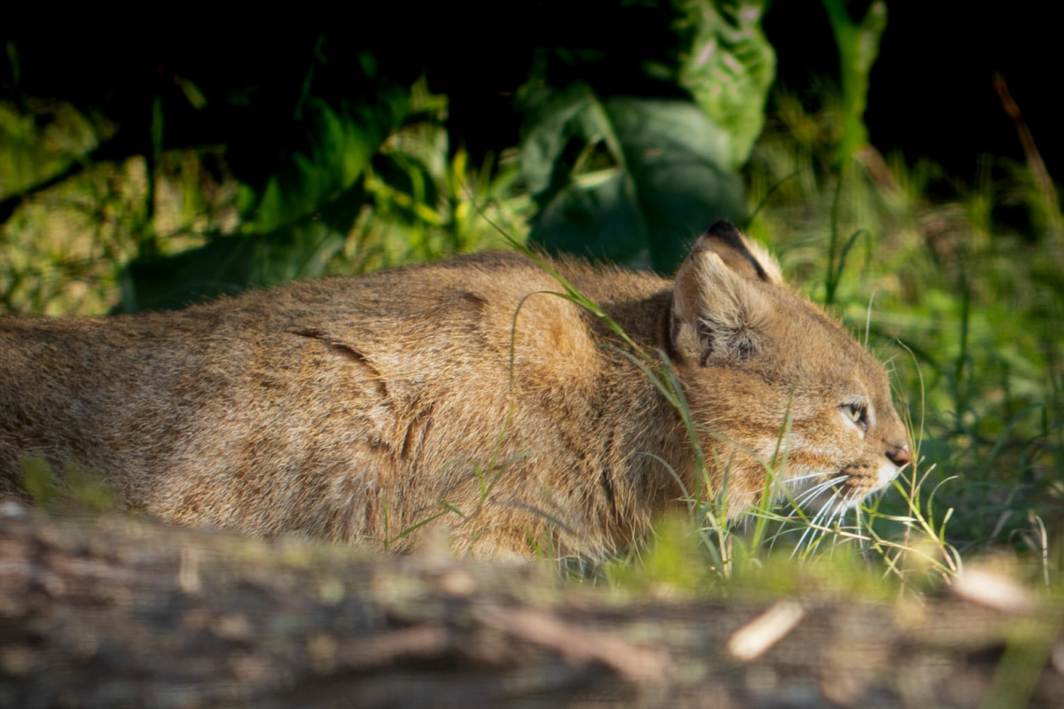 gato-palheiro-pampeano