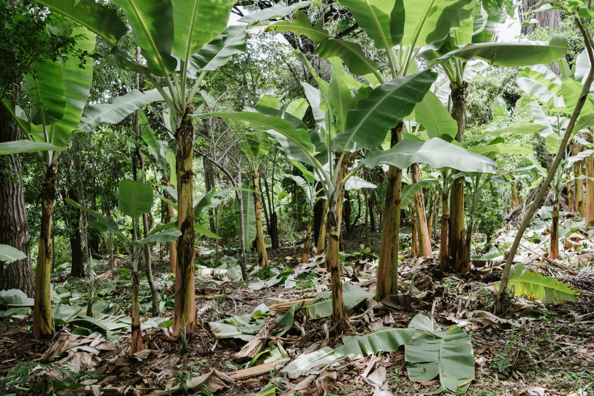 Sistema Agroflorestal Sintrópico
