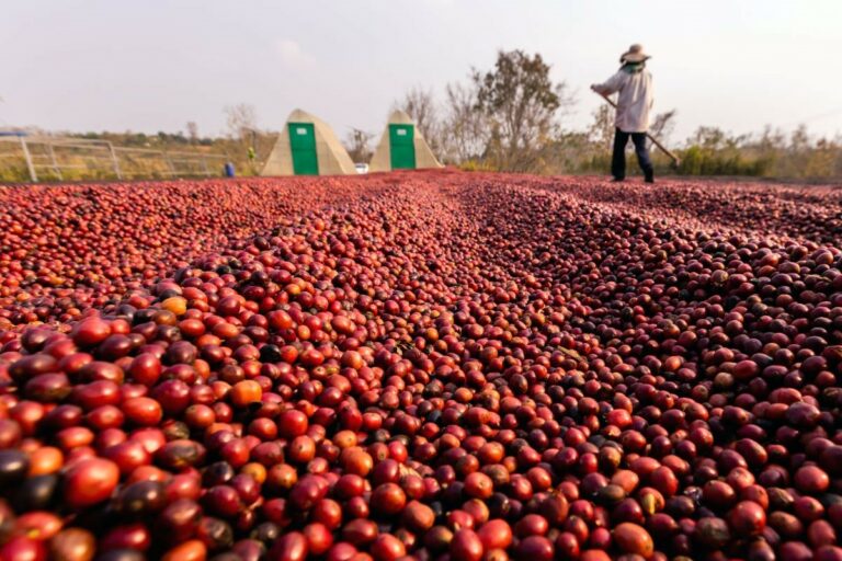 O agro brasileiro em 2026: produção robusta, pressão global e o desafio de competir sob novas regras