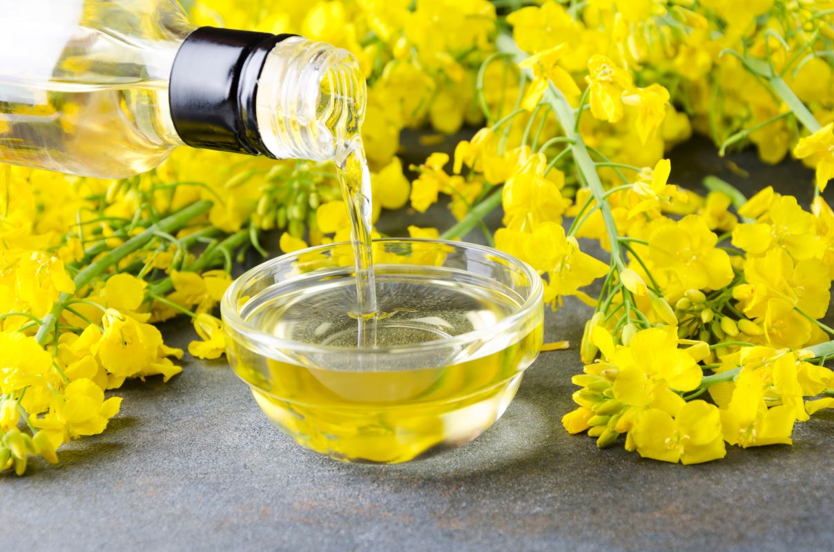 Canola será uma das culturas usadas para a produção de óleo. Foto: Adobe Stock