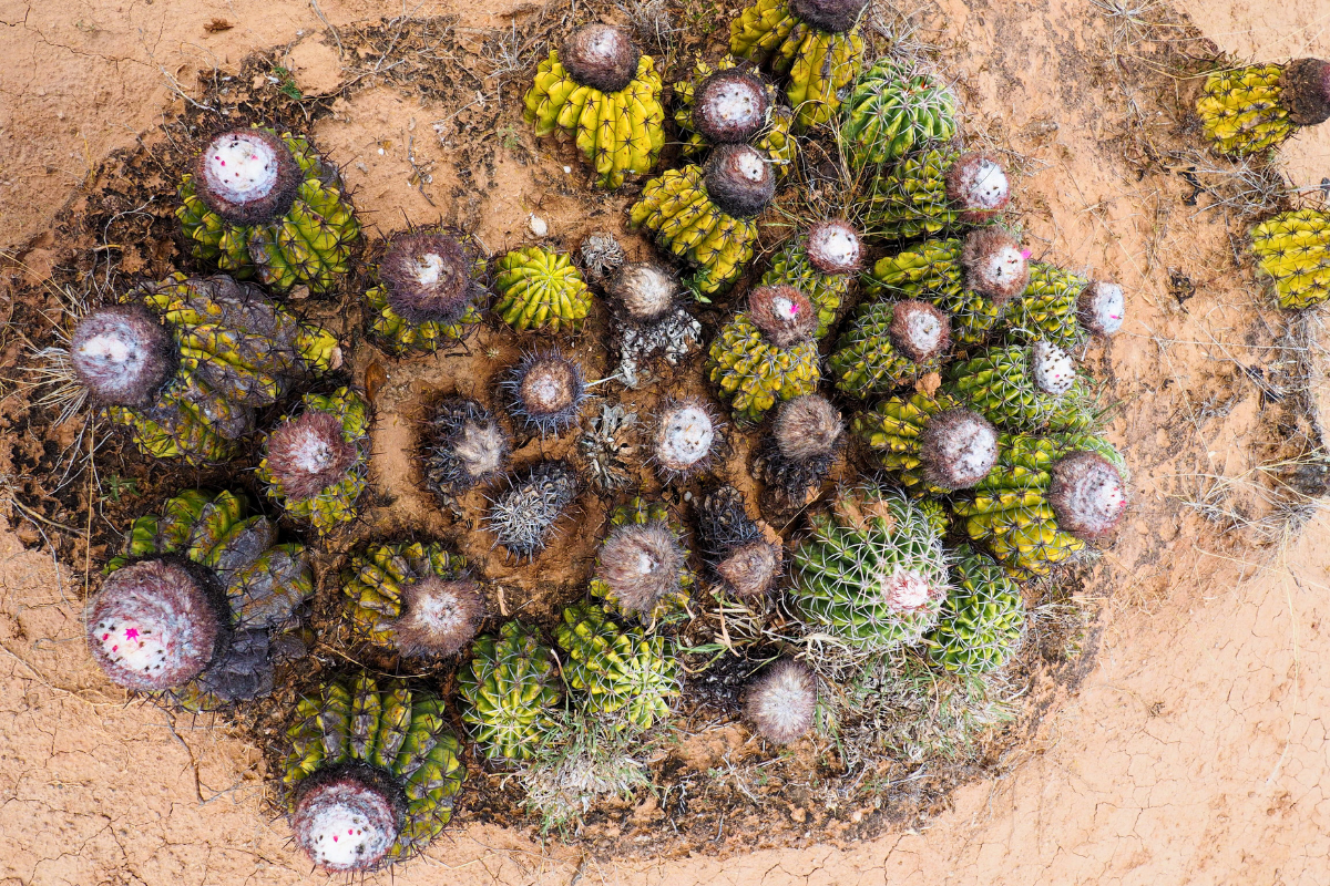 cacto cabeça-de-frade