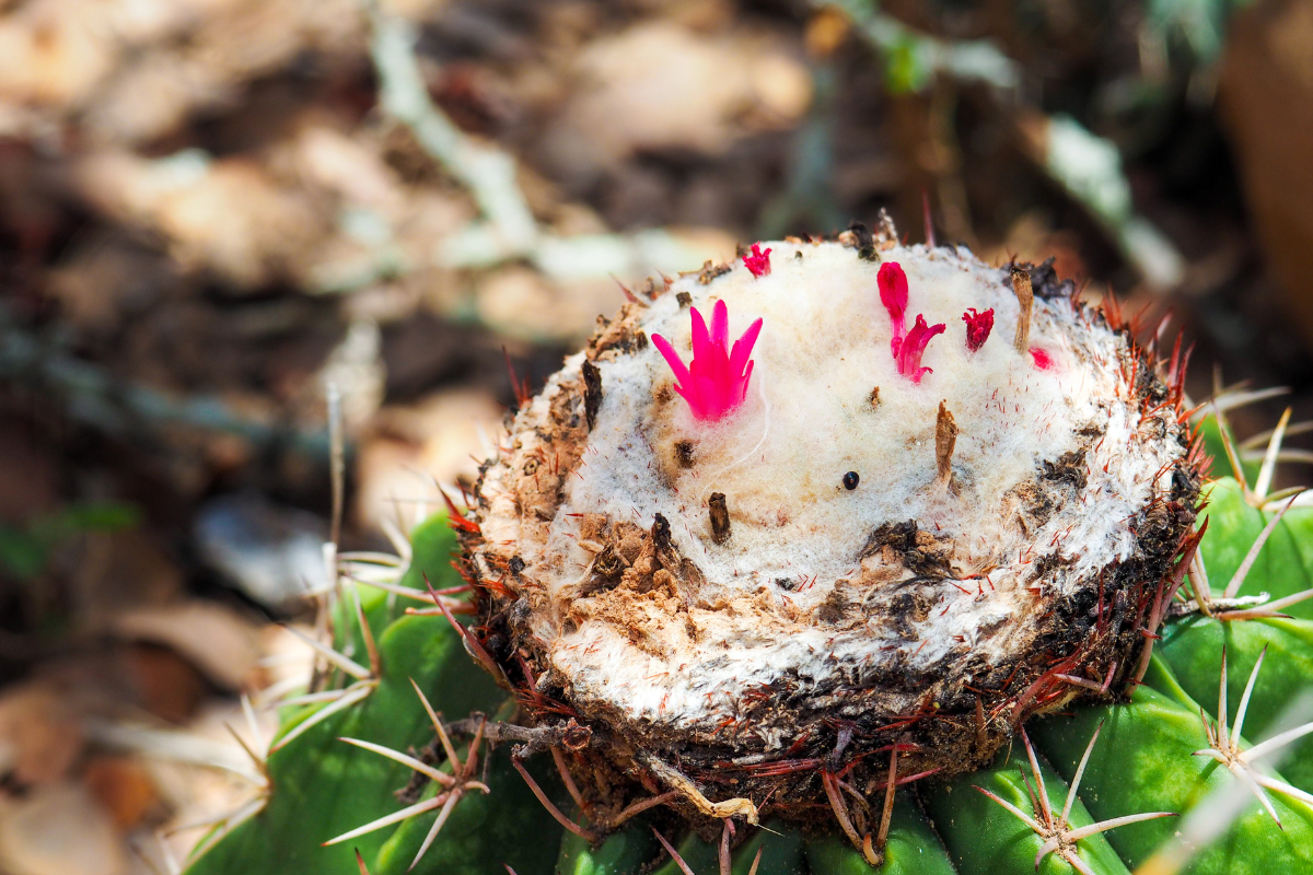cacto cabeça-de-frade
