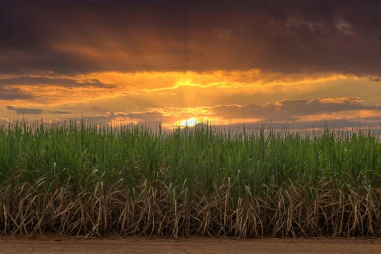 Zarc da cana-de-açúcar é atualizado após cinco anos