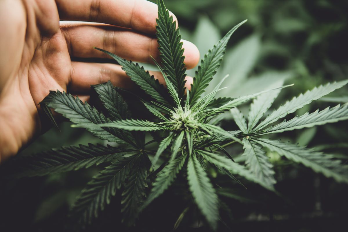 Votação da norma que libera cultivo da cannabis será nesta quarta-feira, 28. Foto: Adobe Stock