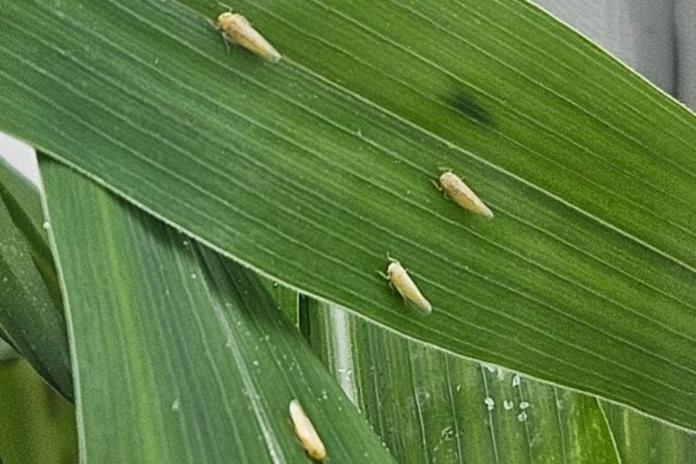 Cigarrinha-do-milho causou prejuízo de US$ 25,8 bilhões entre 2020 e 2024