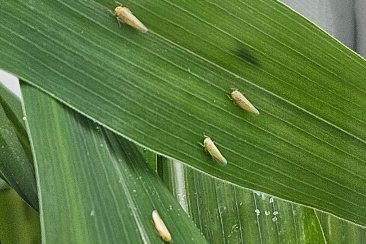 Cigarrinha-do-milho transmite doenças que reduzem a produtividade, afetando a formação das espigas e a granação. Foto: Epagri/Divulgação