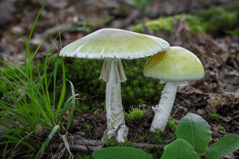 Chapéu‑da‑morte: o risco de comer cogumelos silvestres