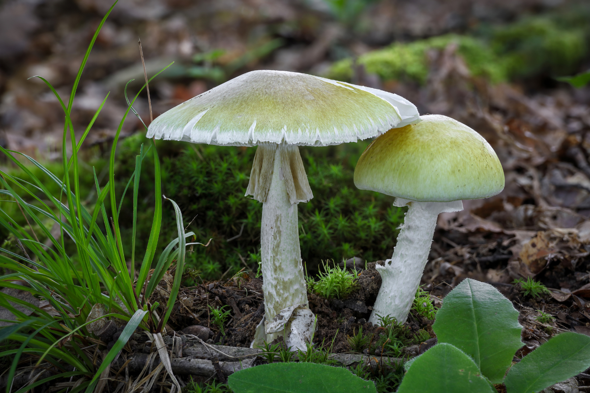Chapéu-da-morte (Amanita phalloides). Foto: Adobe Stock