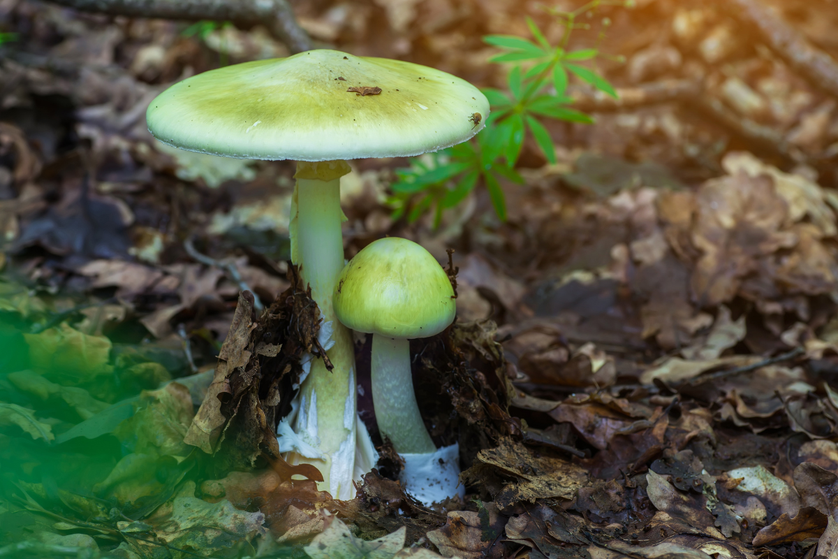 cogumelos venenosos chapéu-da-morte (Amanita phalloides)