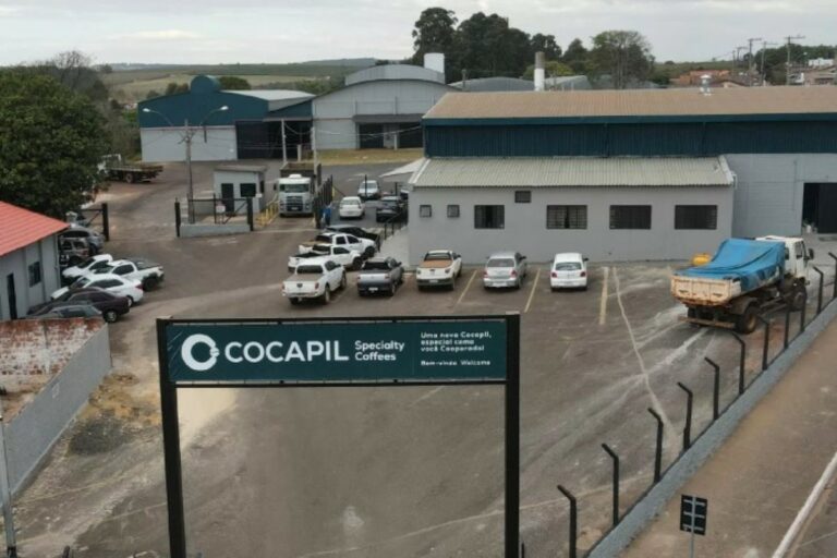 Produtores denunciam fraude milionária em cooperativa de café de MG: 'trabalho de uma vida'