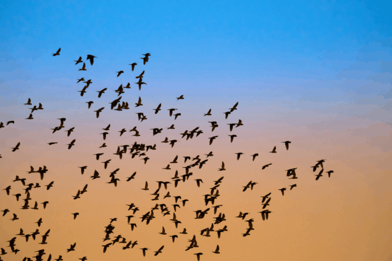 Elas chegam quando o calor aperta — e não é por acaso