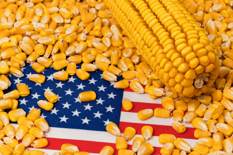 EUA: safra recorde de milho leva crise ao campo e setor pressiona Congresso