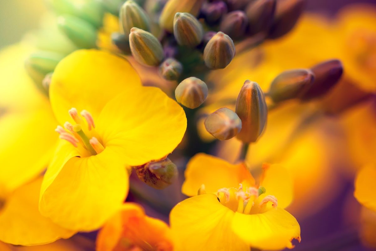 Colza teve um dos avanços mais expressivos na pauta de exportações argentinas. Foto: Adobe Stock