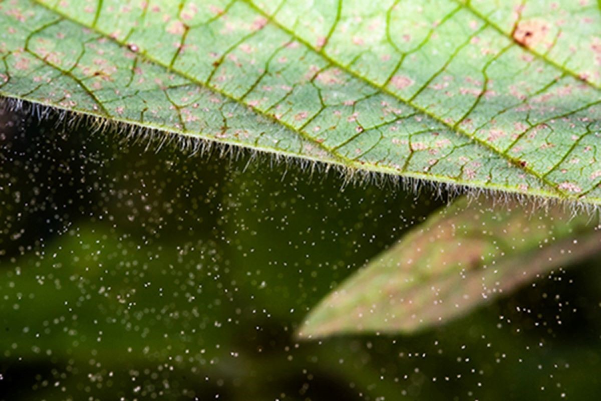 Segundo a Embrapa, aumento de casos está relacionado ao fato de haver esporos circulando. Foto: ANeto/Embrapa