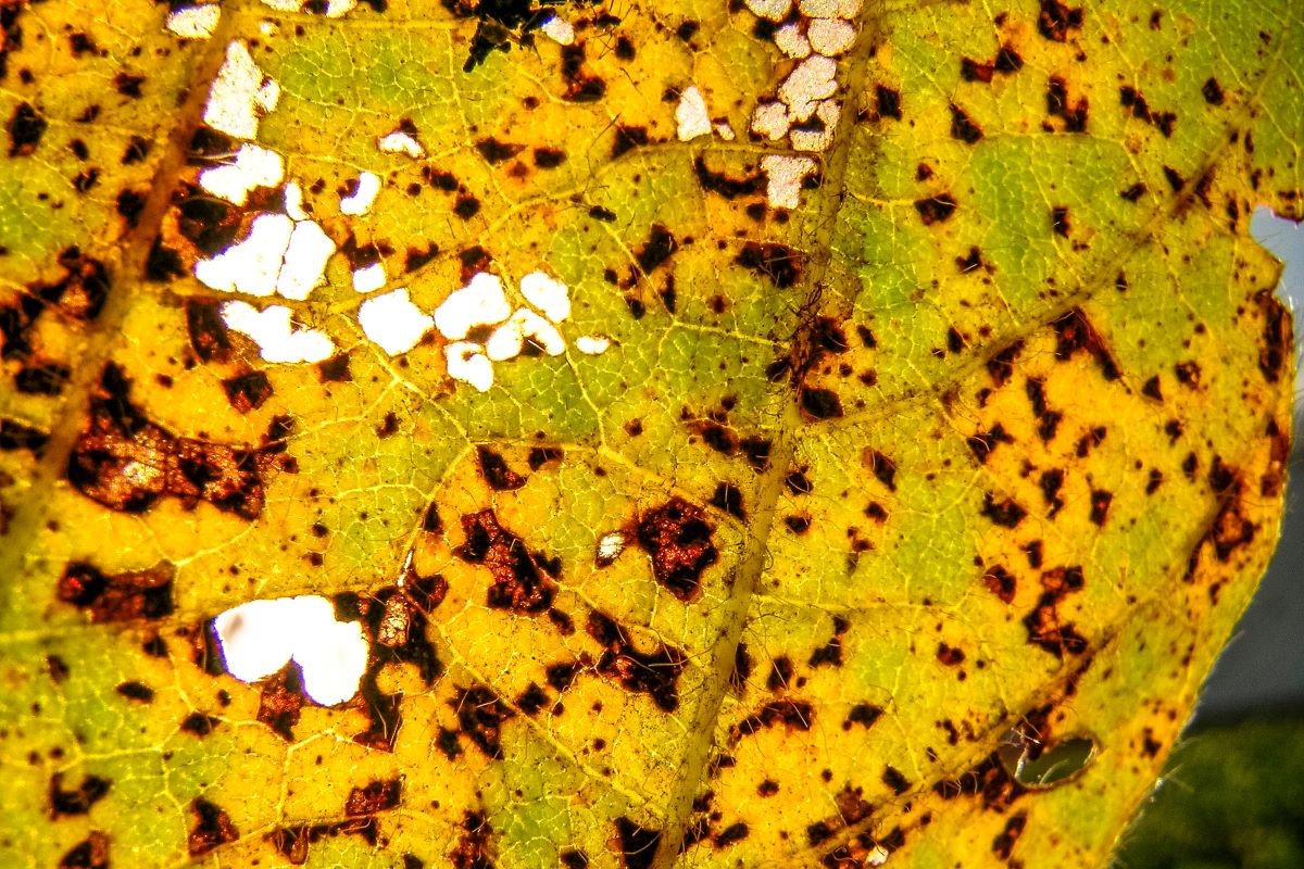 Primeiros focos da safra 2025/2026 em lavouras comerciais foram registrados em 18 de novembro. Foto: Adobe Stock