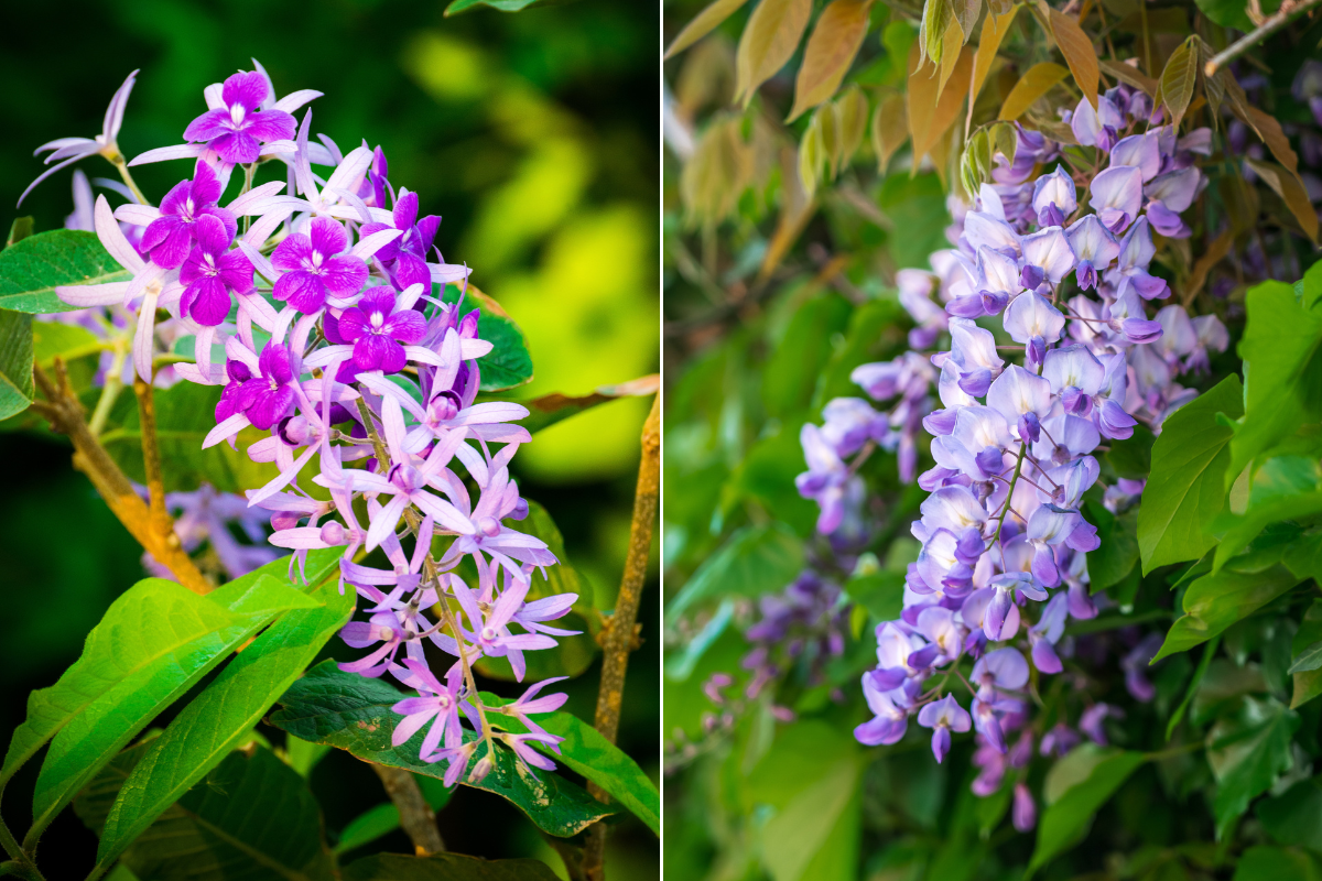 flor-de-São-Miguel e glicinia