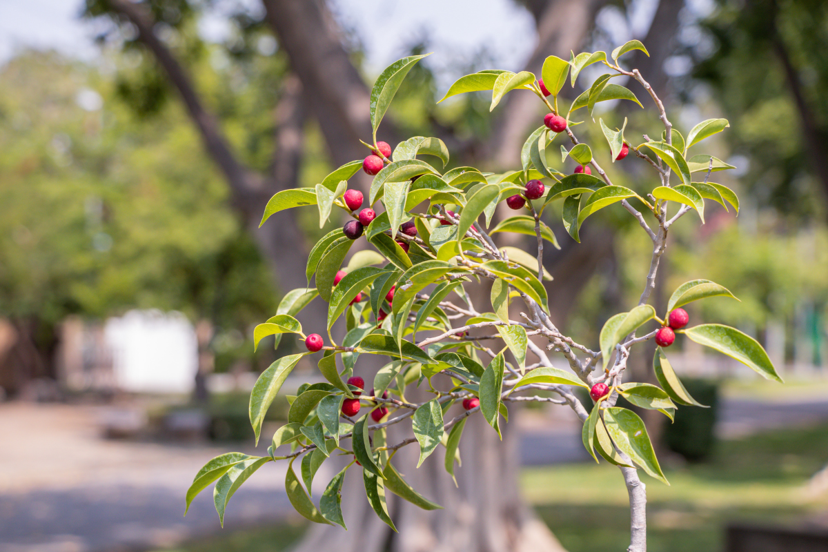 frutos ficus benjamina