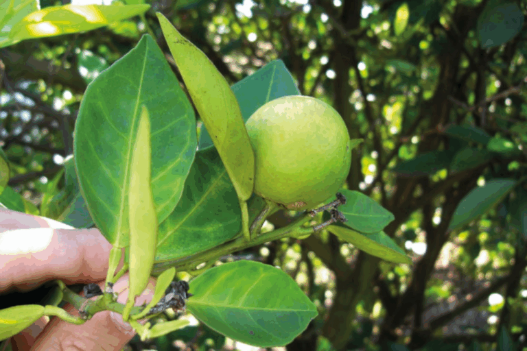 Citricultores de SP têm até quinta para entregar relatório fitossanitário