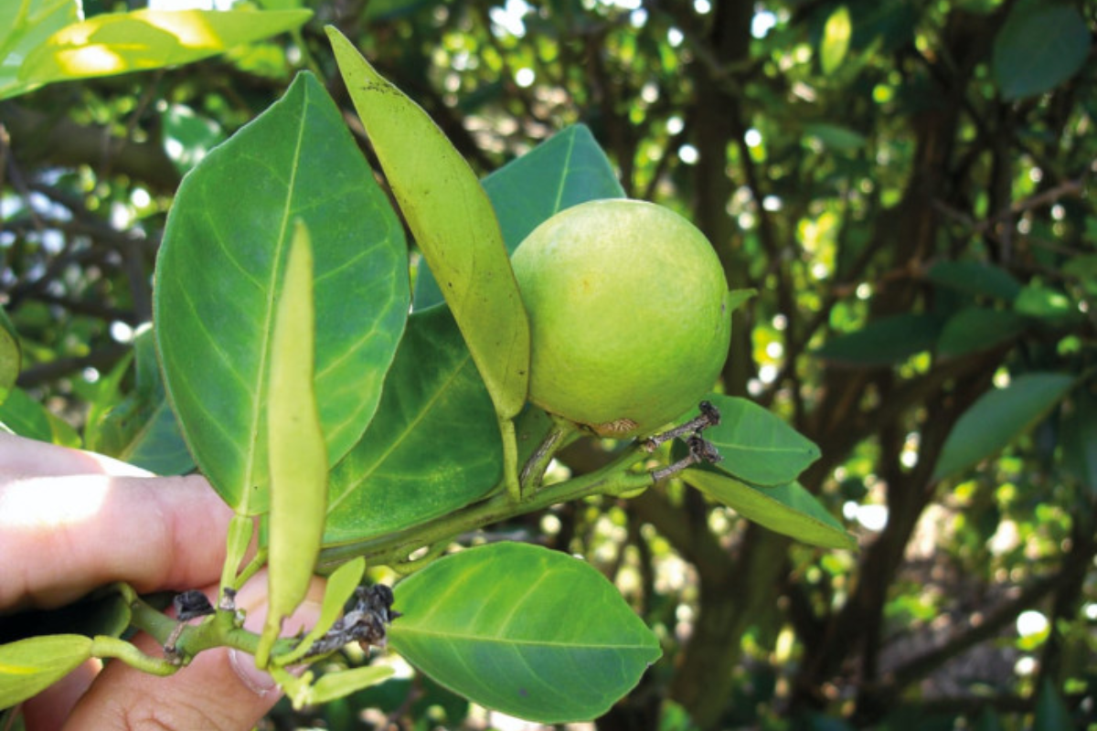 Foto: SAA/Divulgação