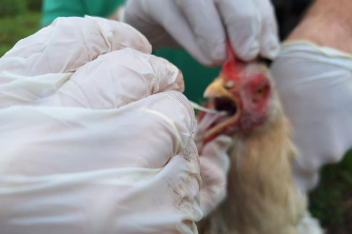 gripe aviária Mato Grosso