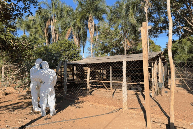 MT intensifica ações de contenção após novo caso de gripe aviária 