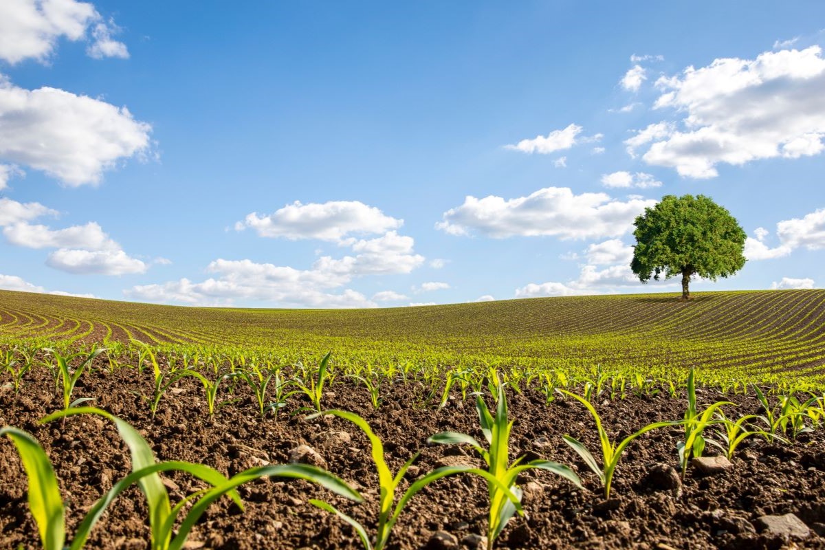 Projeto sobre regularização de imóveis em áreas de fronteira havia sido aprovado pela Câmara em dezembro. Foto: Adobe Stock