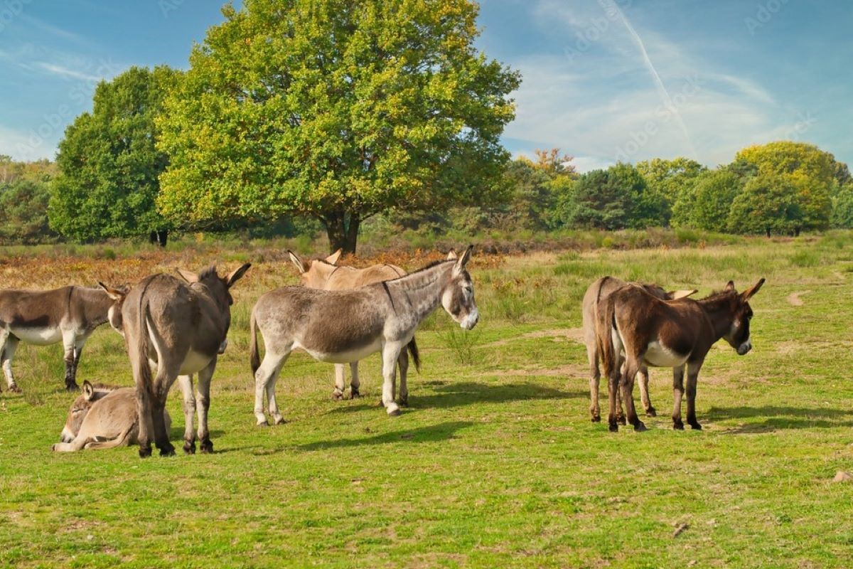 Número de jumentos no Brasil caiu de 1,37 milhão em meados da década de 1990 para 78 mil. Foto: Adobe Stock