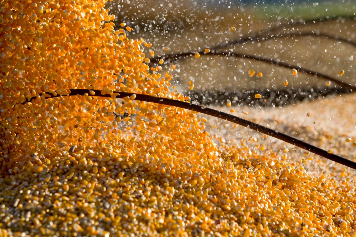 Brasil deverá colher segunda maior safra de milho da história: 141,7 milhões de toneladas. Foto: Adobe Stock