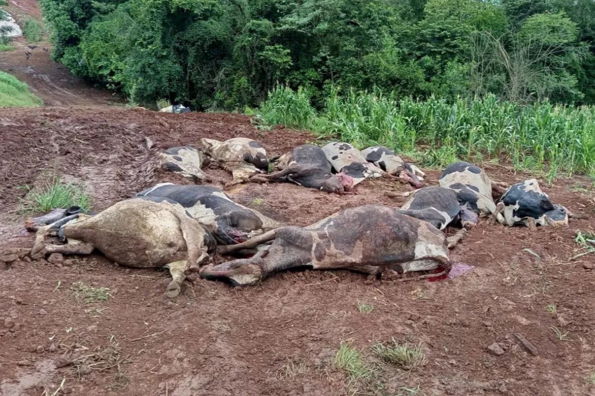 Principal linha de investigação para morte dos animais aponta para intoxição por nitrito. Foto: Secretaria de Agricultura Novo Xingu (RS)