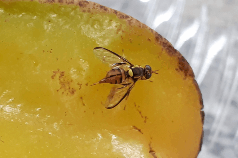 Ministério cria Centro de Operações para controlar mosca-da-carambola 