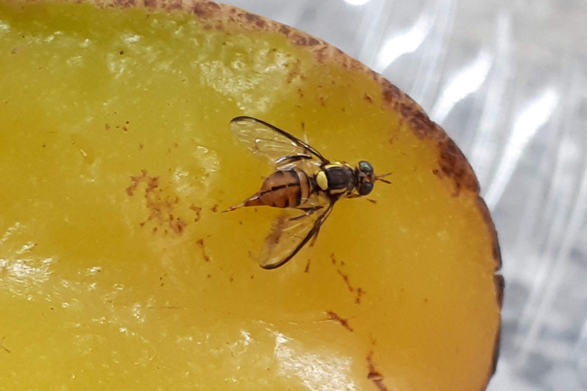 Foto: Cristiane Ramos de Jesus/Embrapa