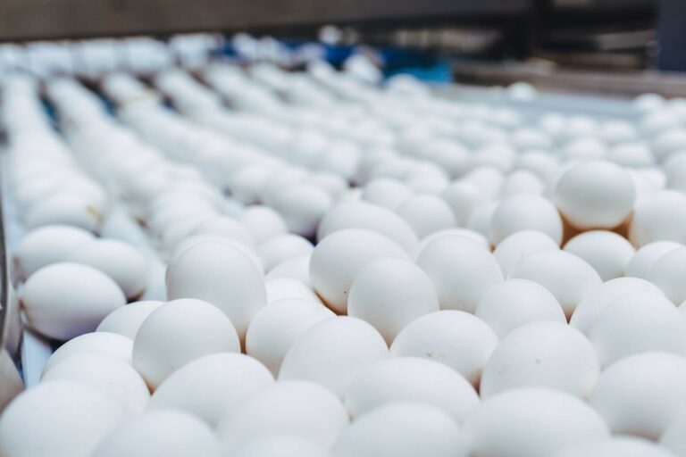 Ovos: perspectiva é de expansão, mas gripe aviária pede atenção 