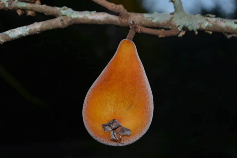 Tudo sobre a pera perfumada que nasce no Cerrado