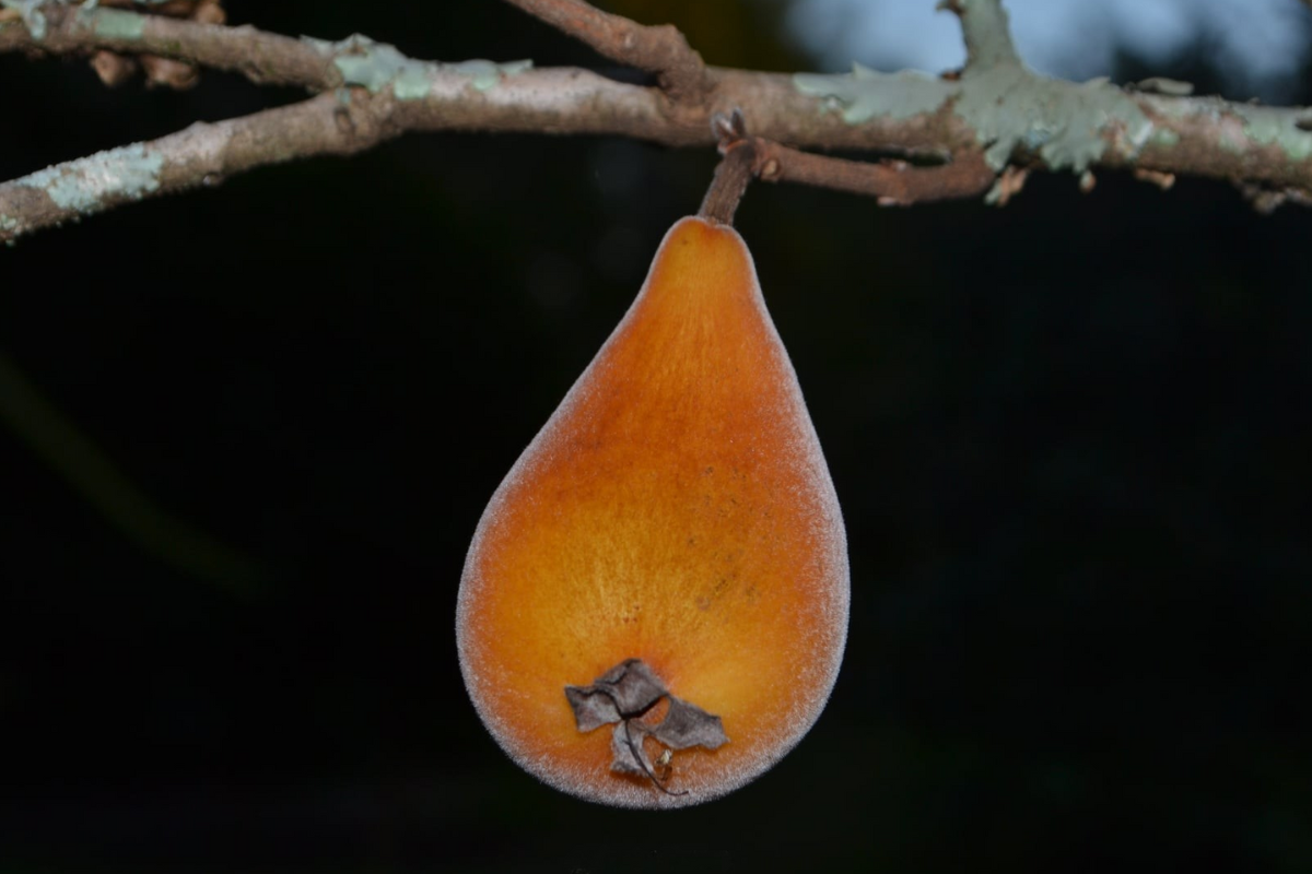 Foto: Frutas Raras/Divulgação