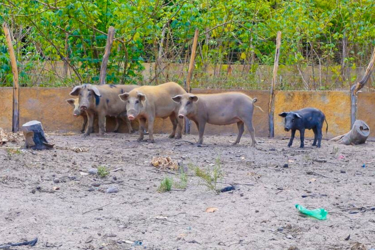 Foto: Ascom-Sada/Divulgação