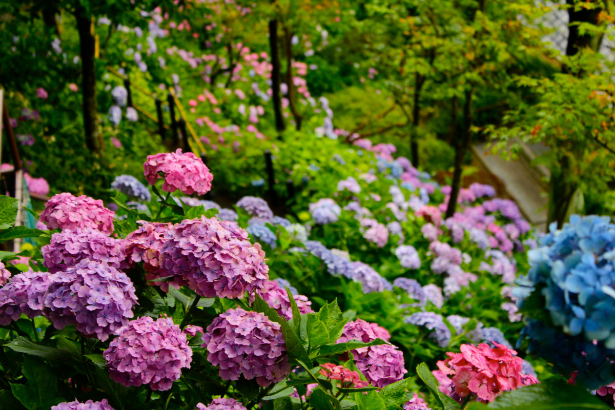 ph do solo hortênsias