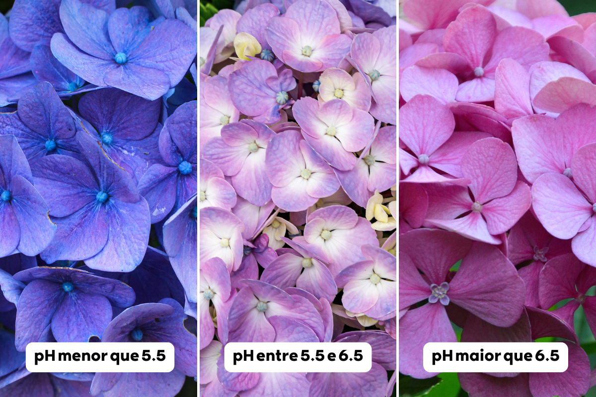 ph do solo hortênsias
