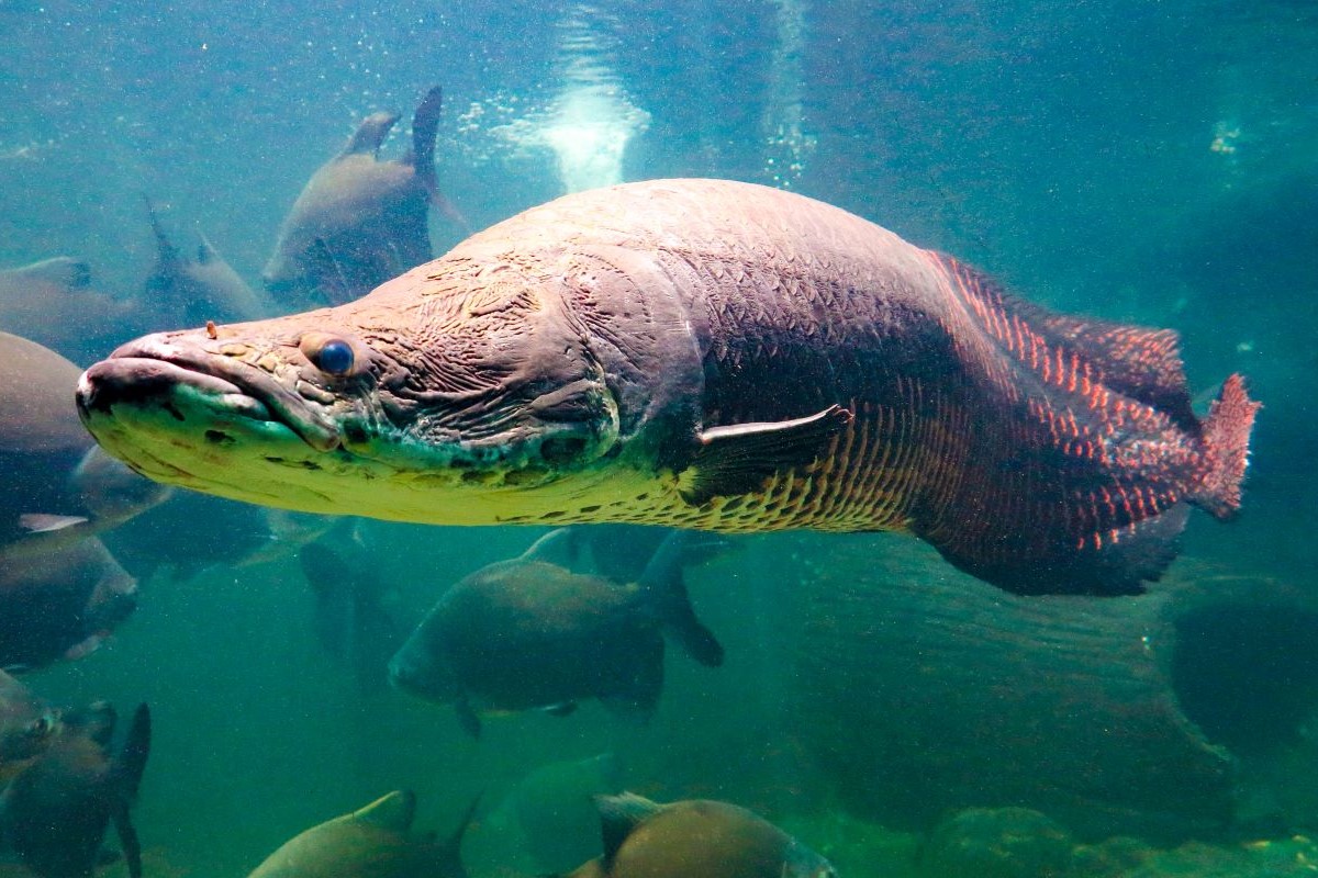 O peixe foi considerado nocivo ao meio ambiente fora de sua área natural. Foto: Adobe Stock  